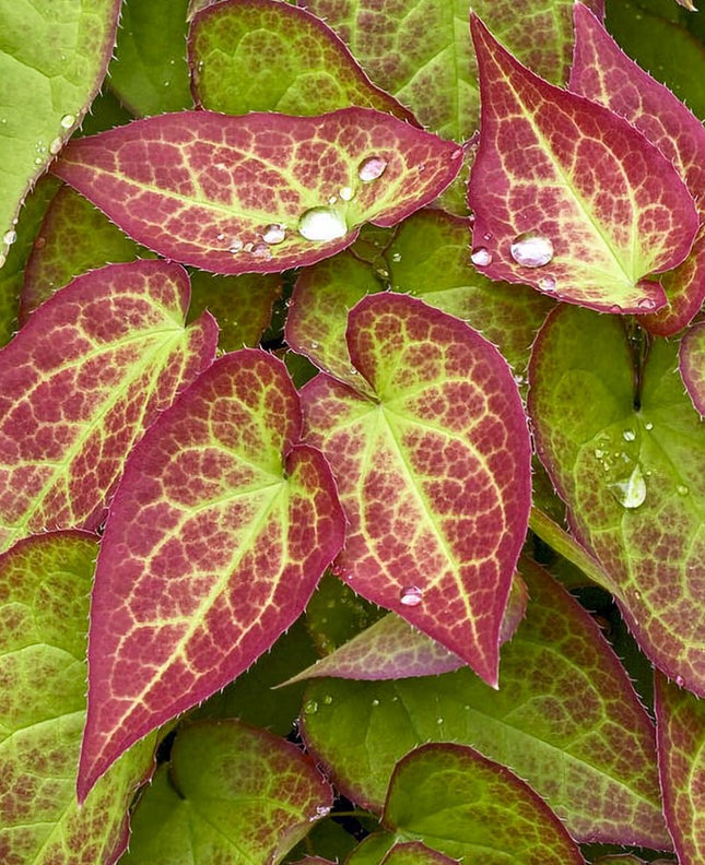 Epimedis raudonasis
