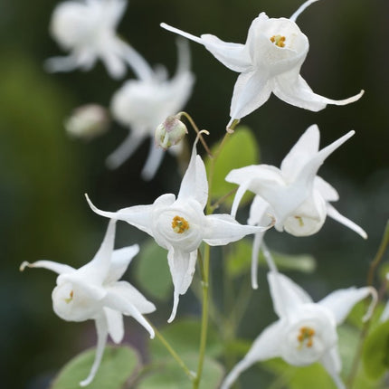 Epimedis stambiažiedis 'White Queen'