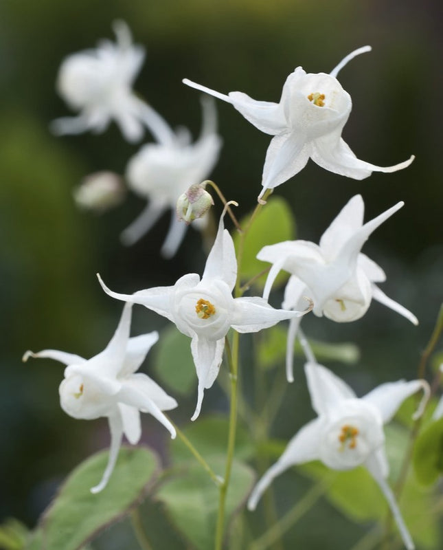 Epimedis stambiažiedis 'White Queen'