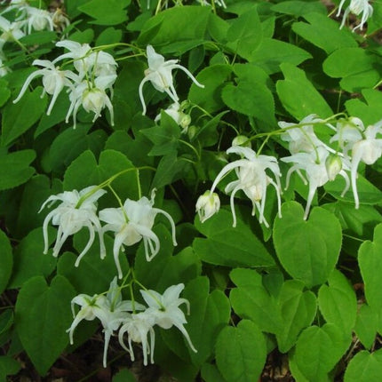 Epimedis stambiažiedis 'White Queen'