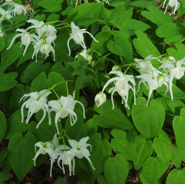 Epimedis stambiažiedis 'White Queen'