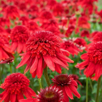 Ežiuolė rausvažiedė 'Eccentric'