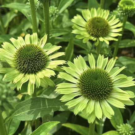 Ežiuolė rausvažiedė 'Green Jewel'