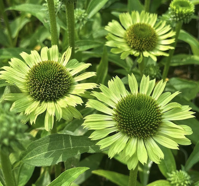 Ežiuolė rausvažiedė 'Green Jewel'