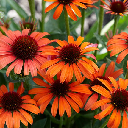 Ežiuolė rausvažiedė 'Pearl Orange'