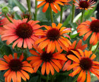 Ežiuolė rausvažiedė 'Pearl Orange'