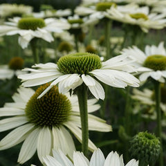 Collection image for: Ežiuolės