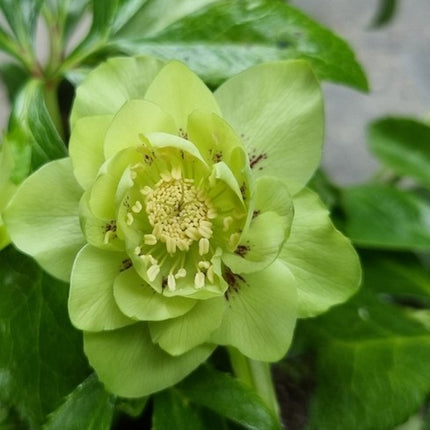 Eleboras rytinis 'Double Ellen Green'