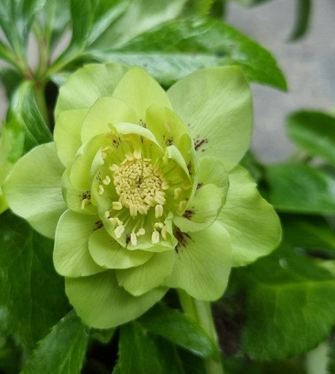 Eleboras rytinis 'Double Ellen Green'