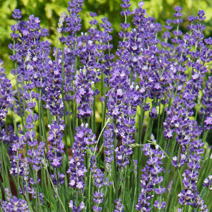 Levanda tikroji 'Ellagance Purple'