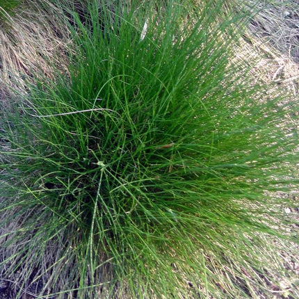 Eraičinas avinis 'Berni Green'
