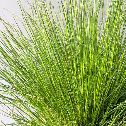 Eraičinas avinis 'Berni Green'