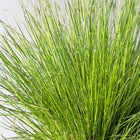 Eraičinas avinis 'Berni Green'