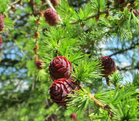 Maumedis europinis