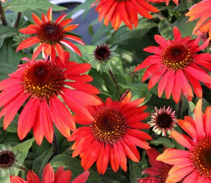 Ežiuolė rausvažiedė 'Pearl Deep Red'