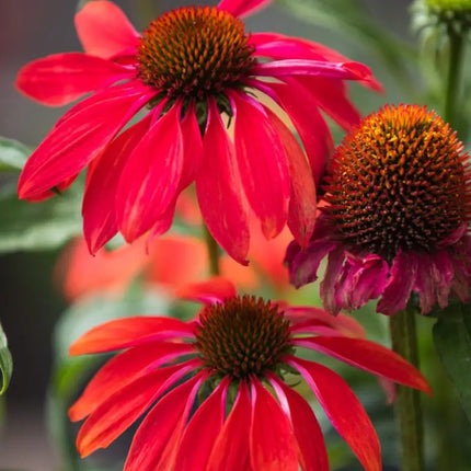 Ežiuolė rausvažiedė 'PollyNation Orange Red'