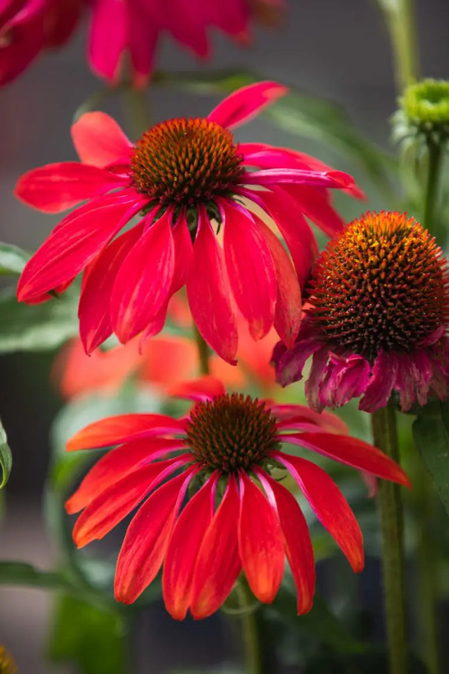 Ežiuolė rausvažiedė 'PollyNation Orange Red'