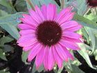 Ežiuolė rausvažiedė 'Prairie Sp. Comp. Dark Rose'