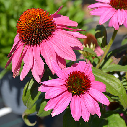 Ežiuolė rausvažiedė 'PollyNation Magenta