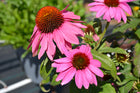 Ežiuolė rausvažiedė 'PollyNation Magenta