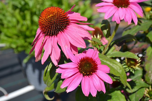 Ežiuolė rausvažiedė 'PollyNation Magenta