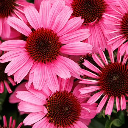 Ežiuolė rausvažiedė 'SunMagic Vintage Hot Pink'