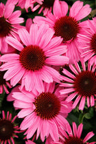 Ežiuolė rausvažiedė 'SunMagic Vintage Hot Pink'
