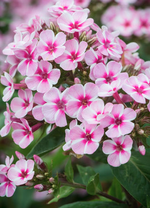 Flioksas šluotelinis 'Early Pink Candy'