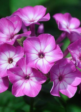 Flioksas šluotelinis 'Early Purple Eye'