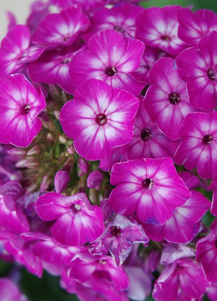 Flioksas šluotelinis 'Flame Purple Eye'