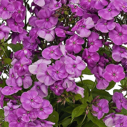 Flioksas šluotelinis 'Flame Purple Imp.'