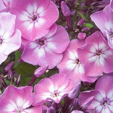 Flioksas šluotelinis 'Flame Pink Eye'