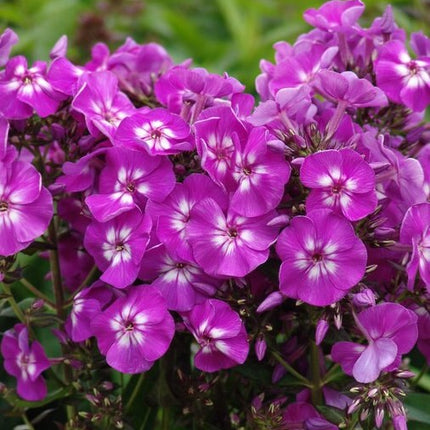 Flioksas šluotelinis 'Purple Kiss'