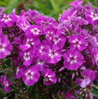 Flioksas šluotelinis 'Purple Kiss'