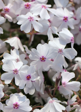 Flioksas ylalapis 'Amazing Grace'