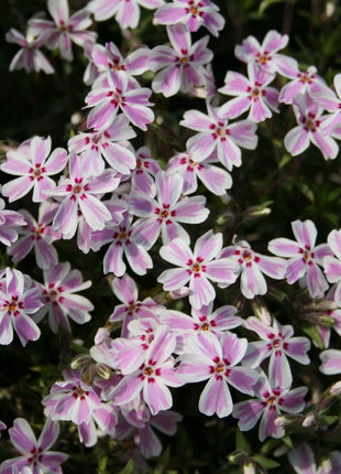 Flioksas ylalapis 'Candy Stripes'