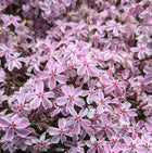 Flioksas ylalapis 'Candy Stripes'