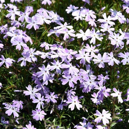 Flioksas ylalapis 'Emerald Cushion Blue