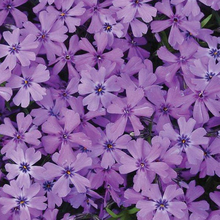 Flioksas ylalapis 'Purple Beauty'