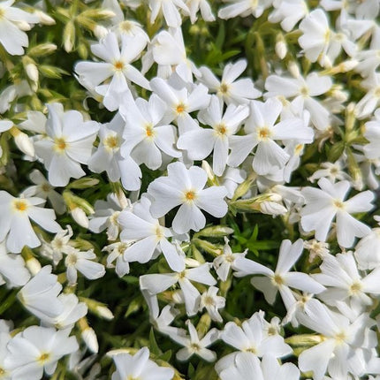 Flioksas ylalapis 'Snowflake'