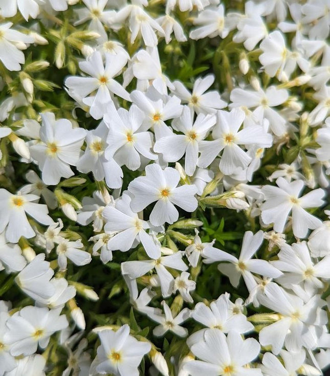 Flioksas ylalapis 'Snowflake'