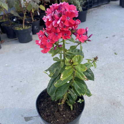 Flioksas šluotelinis 'Orange Perfection'
