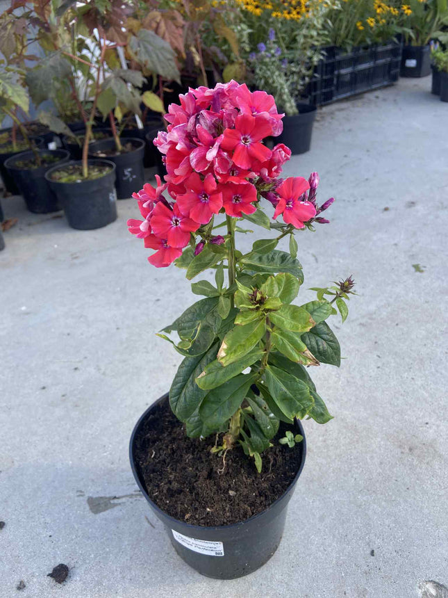 Flioksas šluotelinis 'Orange Perfection'