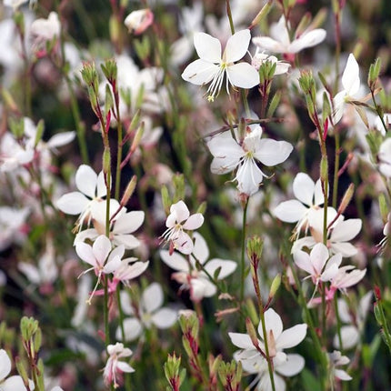 Gaura 'Graceful White'