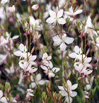 Gaura 'Graceful White'