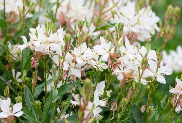Gaura 'Whirling Butterflies' P9