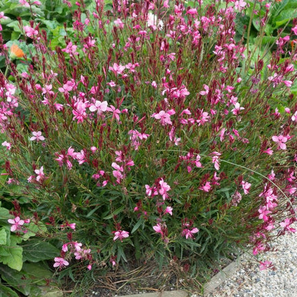 Gaura 'Flamingo Pink'