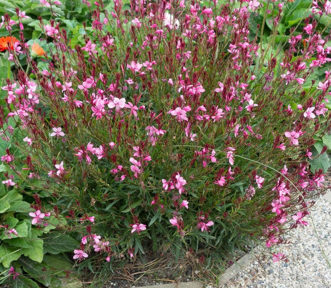 Gaura 'Siskiyou Pink'