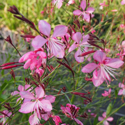 Gaura 'Flamingo Pink'