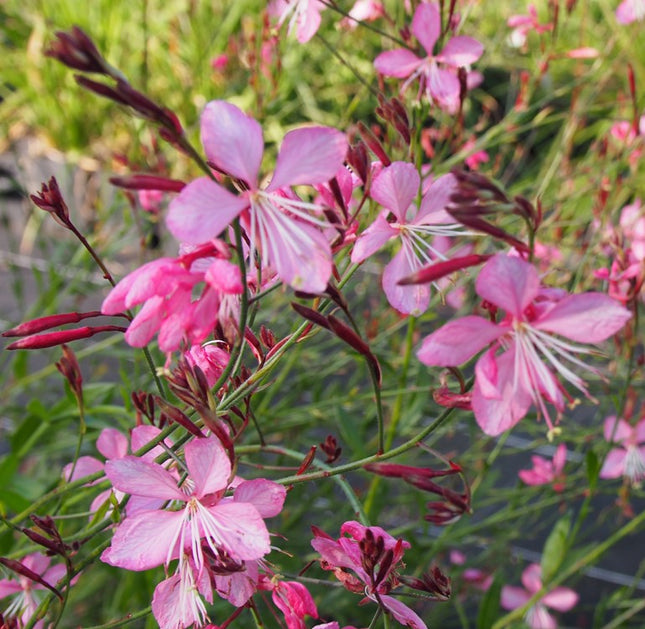 Gaura 'Siskiyou Pink'